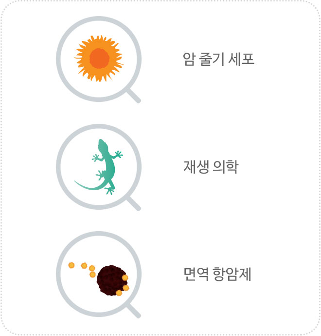 암 줄기 세포, 재생 의학, 면역 항암재