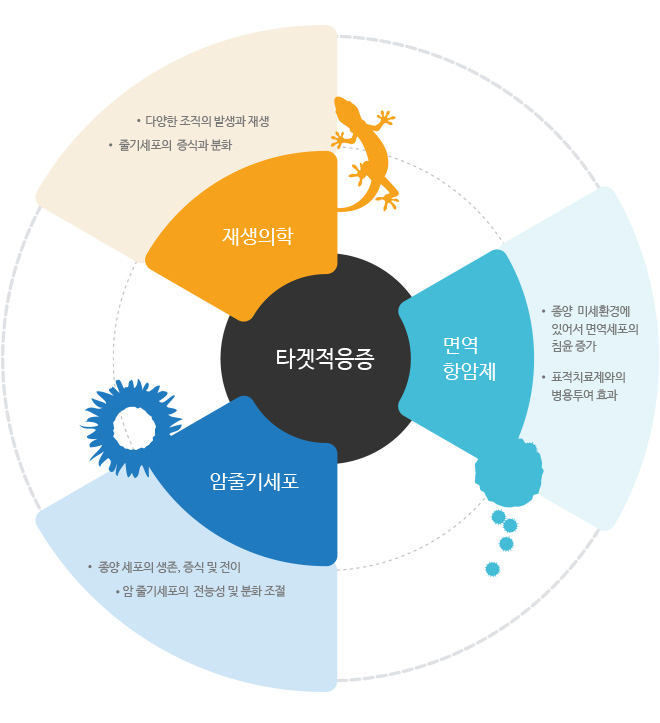 
							1. 재생의학 : 다양한 조직의 발생과 재생, 줄기세포의 증식과 분화
							2. 면역 항암재 : 종양 미세환경에 있어서 면역세포의 침윤 증가
							3. 암줄기세포 : 종양 세포의 생존, 증식 및 전이, 암 줄기세포의 전능성 및 분화 조절
							